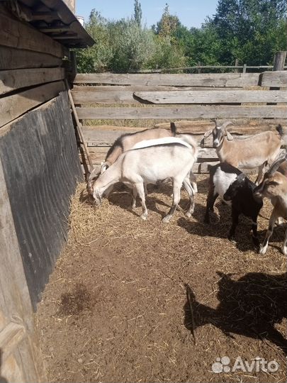 Продаются Козы