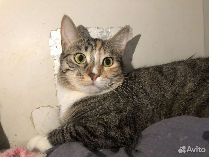 Кошка в дар бесплатно в добрые руки из приюта
