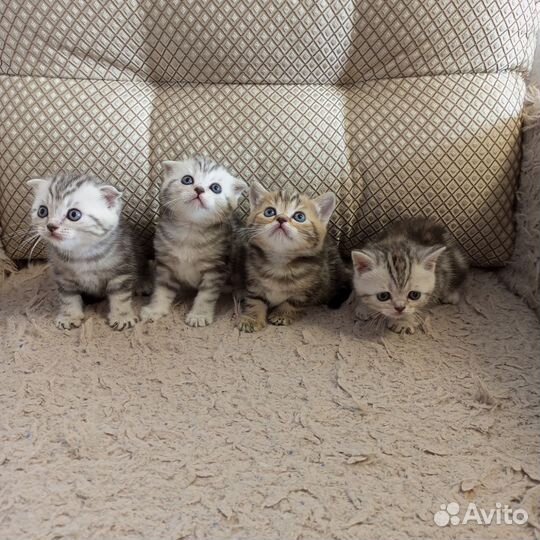 Шотландские котята