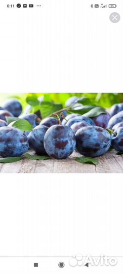 Саженцы Сливы Ренклод, Вишни Владимирской, Ежевики