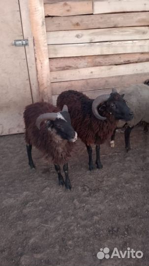 Продам баранов и овец