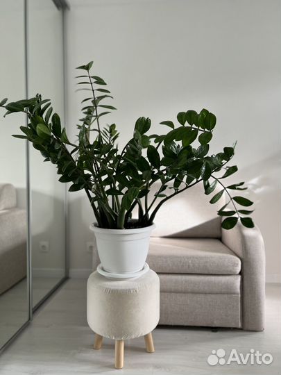 Замиокулькас