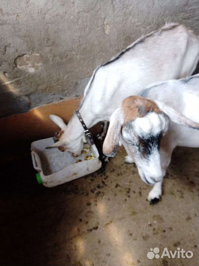 Прадаются борошата 6 мес. Дойные козы. 2 козленка