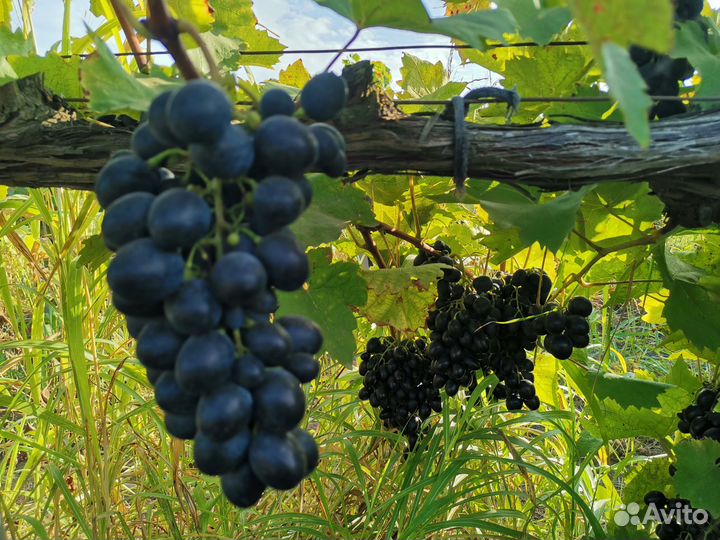 Продаю виноград сорт Молдова
