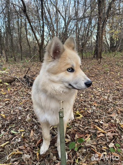 Отдам в добрые руки хаски метис