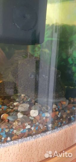 Аквариумные рыбки