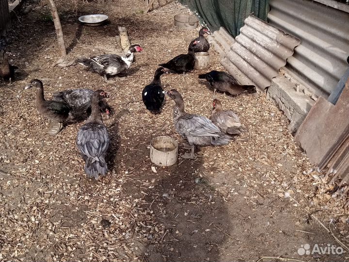 Утки и петушки