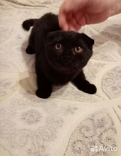 Британские котята