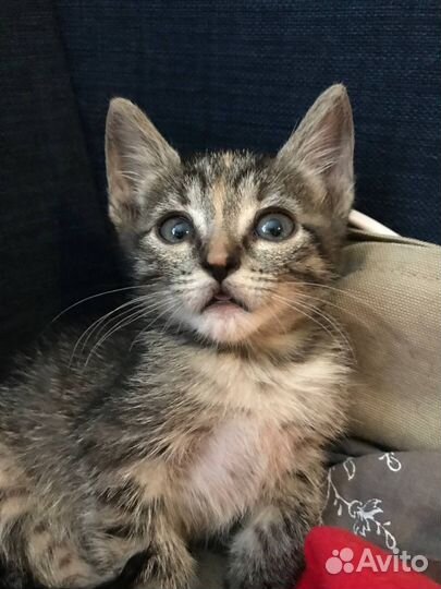 Котенок Василиса 2,5 месяца