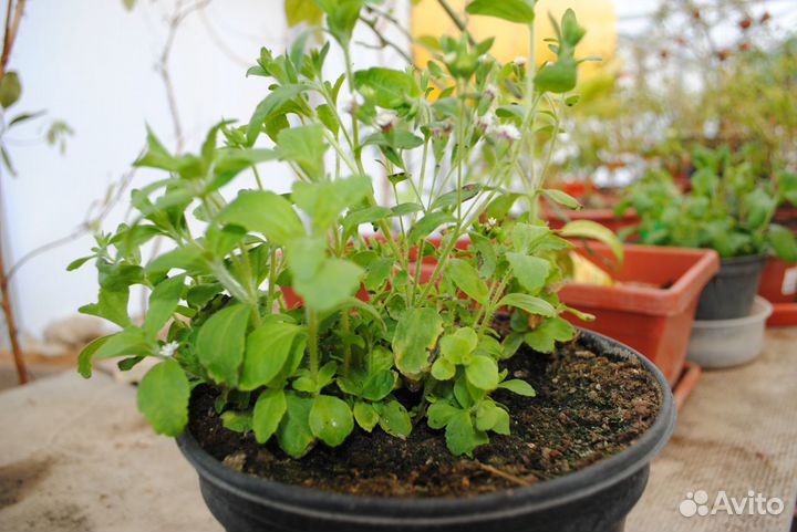 Саженцы Азимина, канупер, Гуаява, стевия гинкго