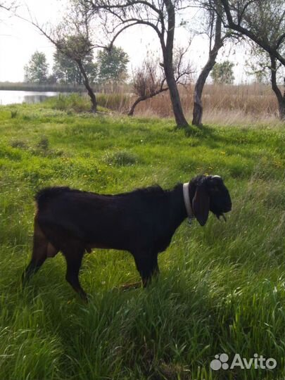 Продается козел