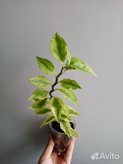 Комнатные растения