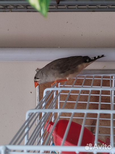 Зебровые амадины