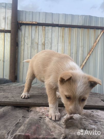 Щенки в добрые руки