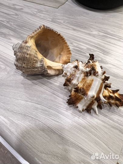 Морские ракушки