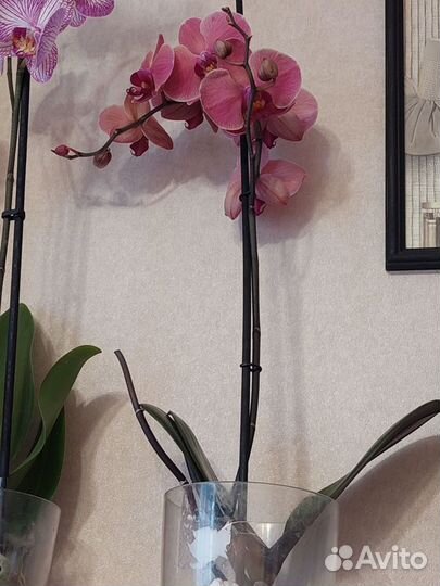 Орхидея фаленопсис