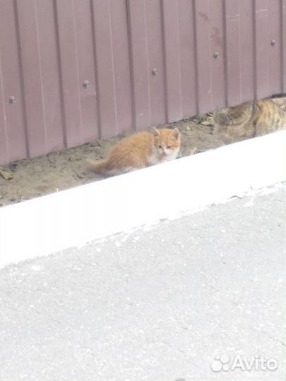 Котята в добрые руки бесплатно