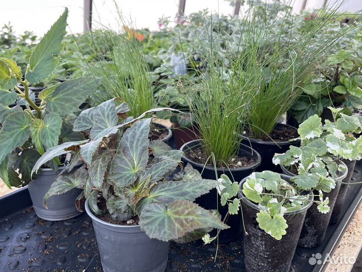 Ампельные растения для композиций