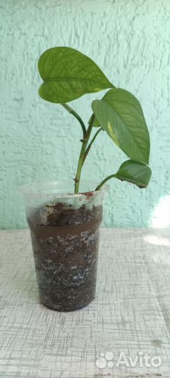 Эпипремнум/ сциндапсус