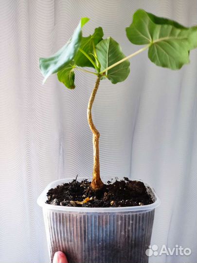 Пятиолярис