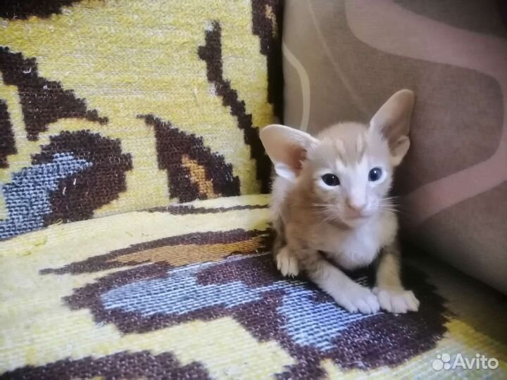 Ориентальные