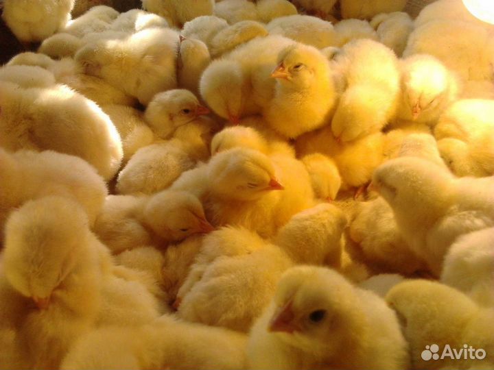 Цыплята бройлер Кобб 500, несушки