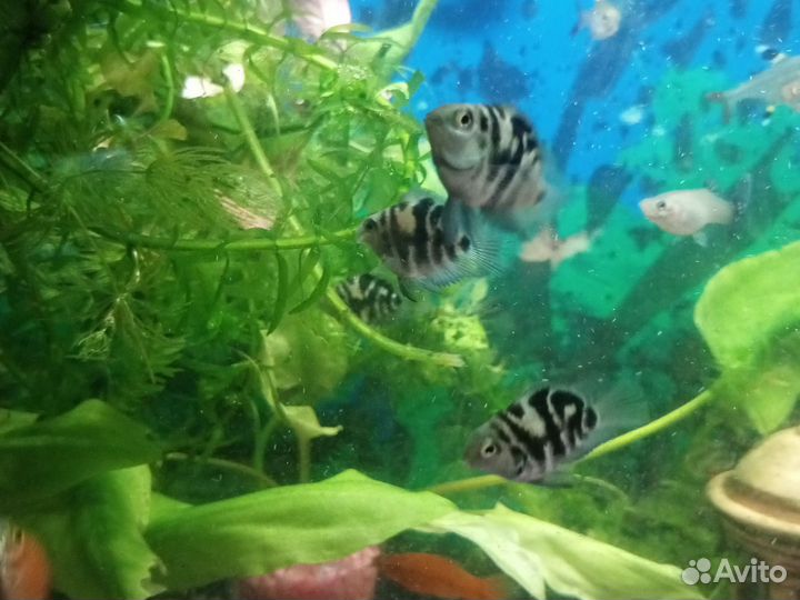 Аквариумные рыбки