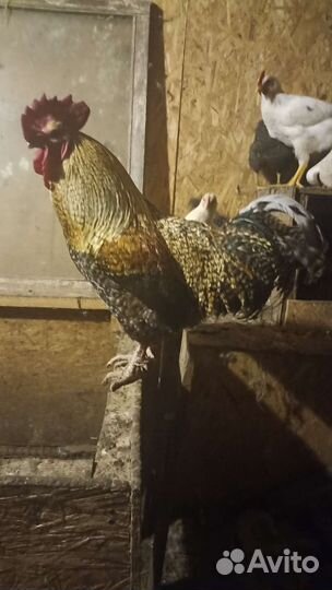 Петухи