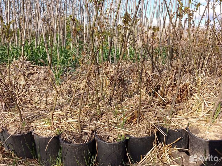 Саженцы дуба в горшке (красного) дуб черешчатый с