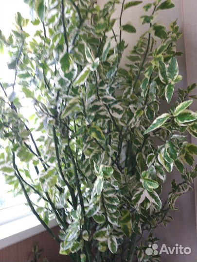 Домашние цветы