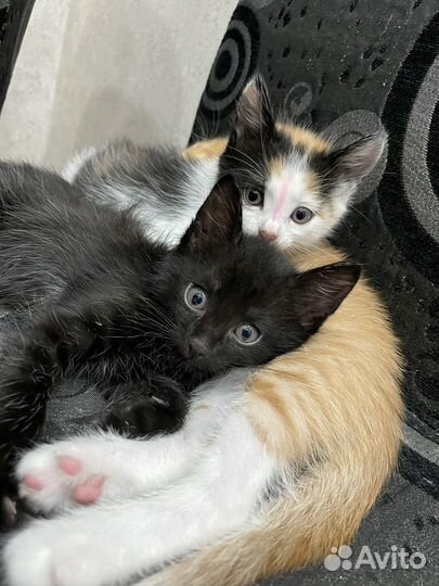 Котята в добрые руки