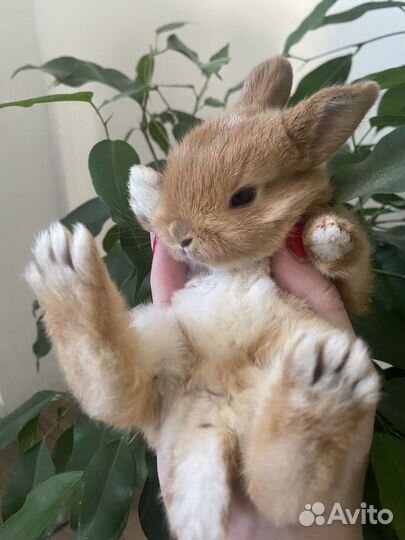 Мини кролик