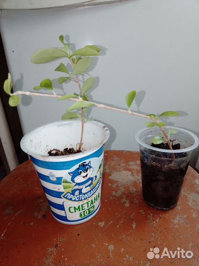 Мальпигия глабра, вишня