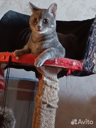 Ласковый молоденький котик