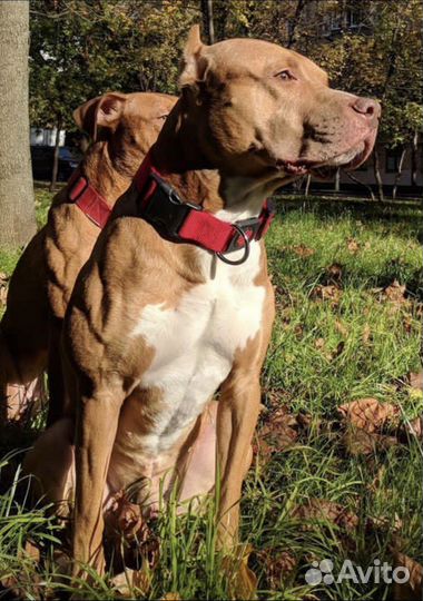 Питбуль кобель для вязки и съёмок