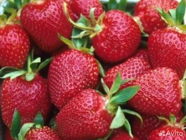 Клубника зкс Земляника зкс морозостойкие