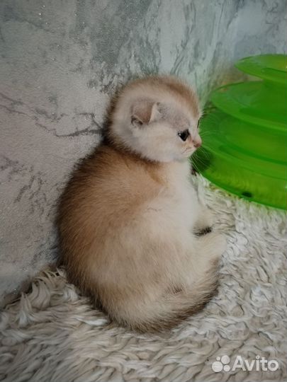 Золотые шиншиллы