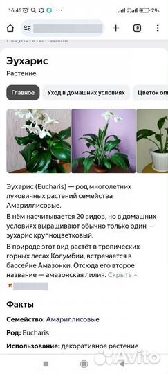 Эухарис амазонская лилия