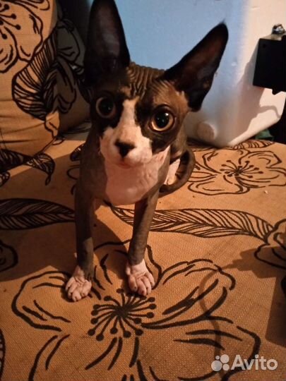 Донской сфинкс