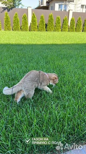 Рулонный газон с укладкой и гарантией