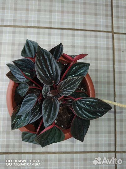 Пеперомии кустовые