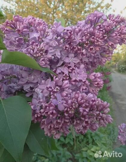 Сирень Капитан Бальте 1 шт (горшок)