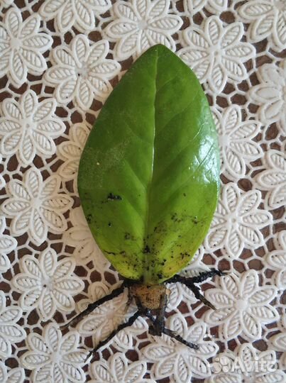 Замиокулькас