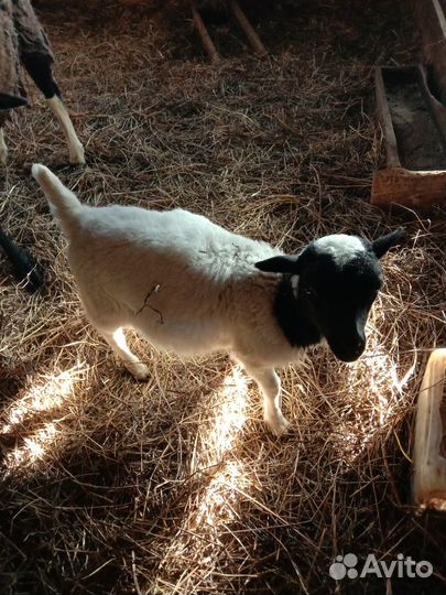 Ягнята дорперы чистокровные И F 4