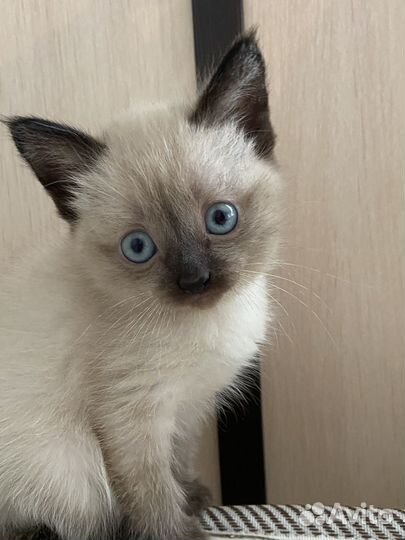 Сиамская кошечка