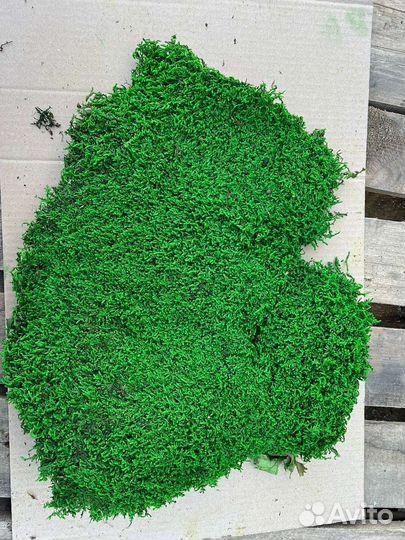 Стабилизированный мох пластовой, пласт, пластами