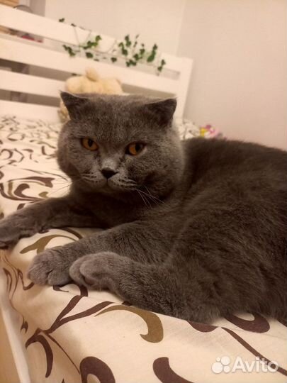 Шотландский вислоухий кот вязка