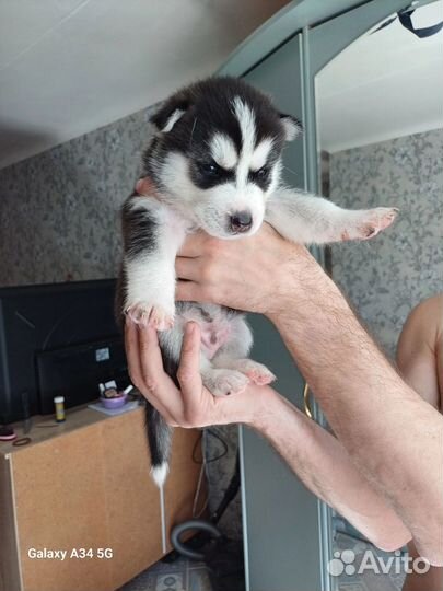 Сибирская хаска