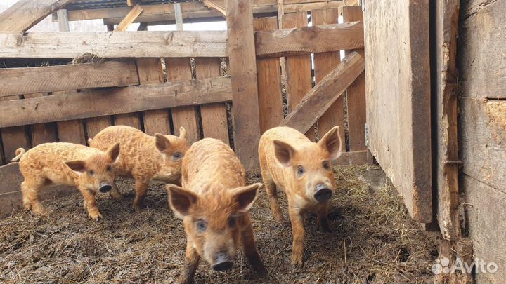 Поросята Венгерской мангалицы