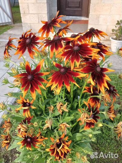 Рудбекия, ромашка садовая, хоста, мальва шток-роза